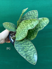 Sansevieria Masoniana ‘Mason’s Congo Paddle’ NEW