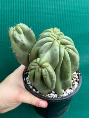 Cereus Peruvianus 'Monstrose'
