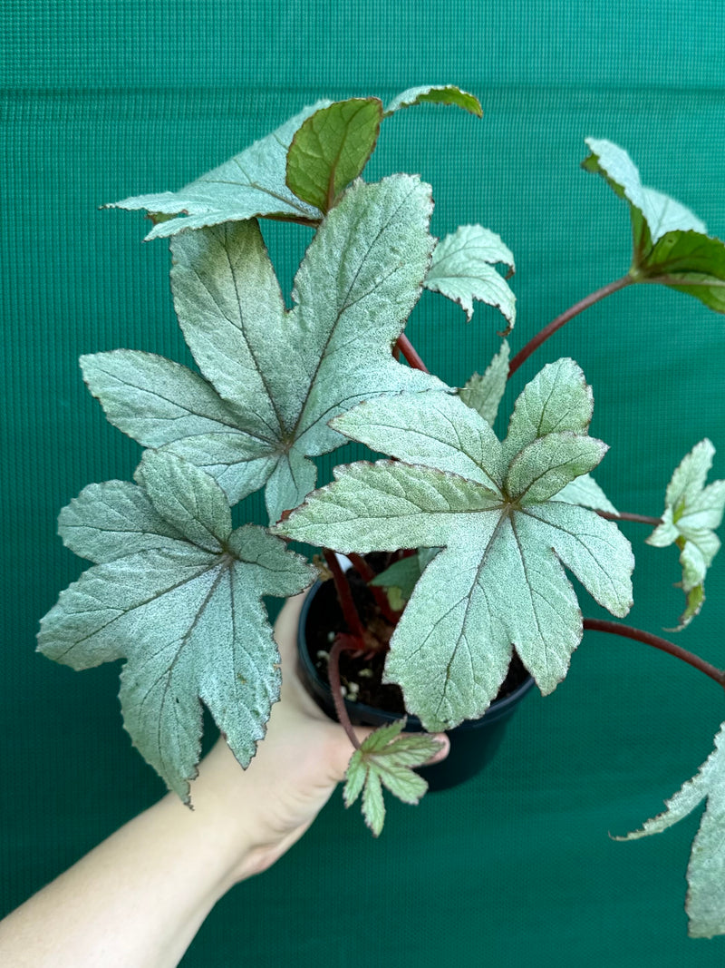 Begonia ‘Pollux’