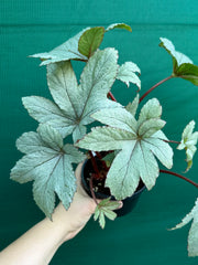 Begonia ‘Pollux’