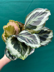 Calathea ‘Roseopicta’