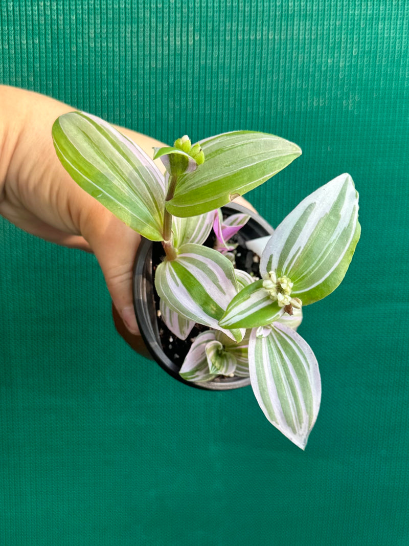 Tradescantia ‘Nanouk’