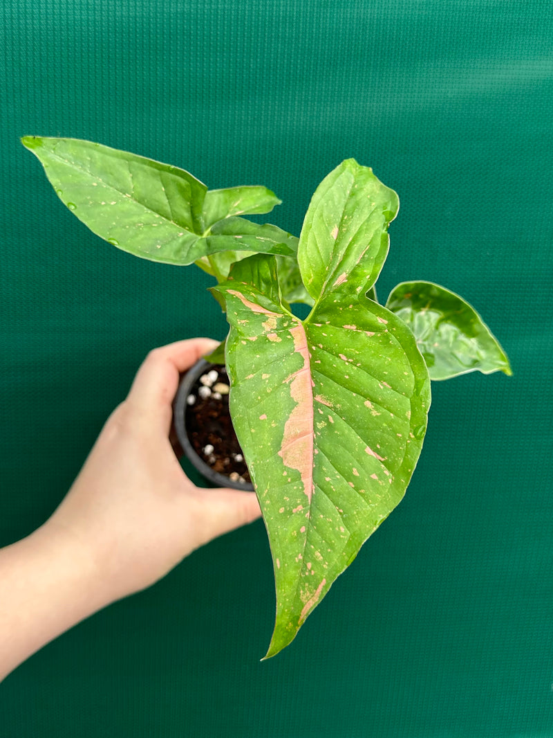 Syngonium ‘Pink Splash’
