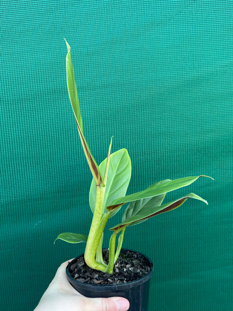 Philodendron ‘Subhast’