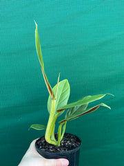 Philodendron ‘Subhast’