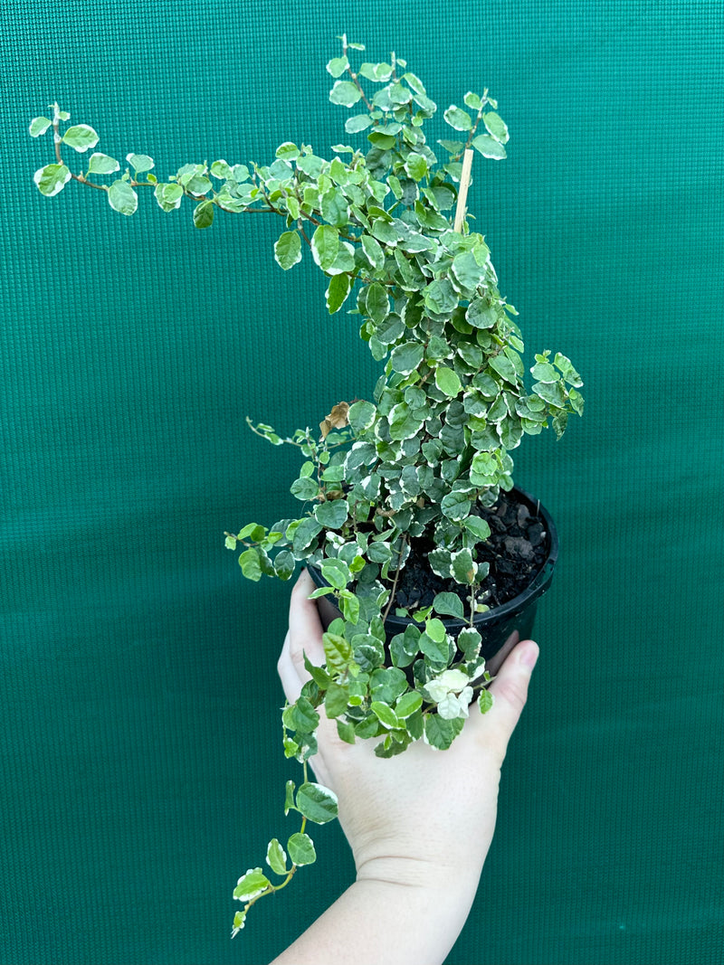 Ficus ‘Pumila Variegata’