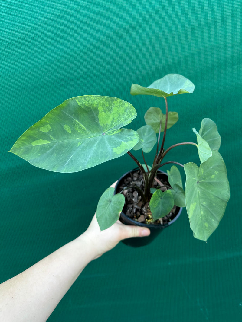 Alocasia ‘Lemon Lime Gecko’ NEW