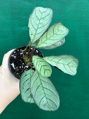 Ctnenanthe ‘Burle-Marxii’