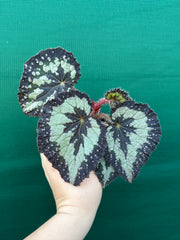 Begonia NOID 14