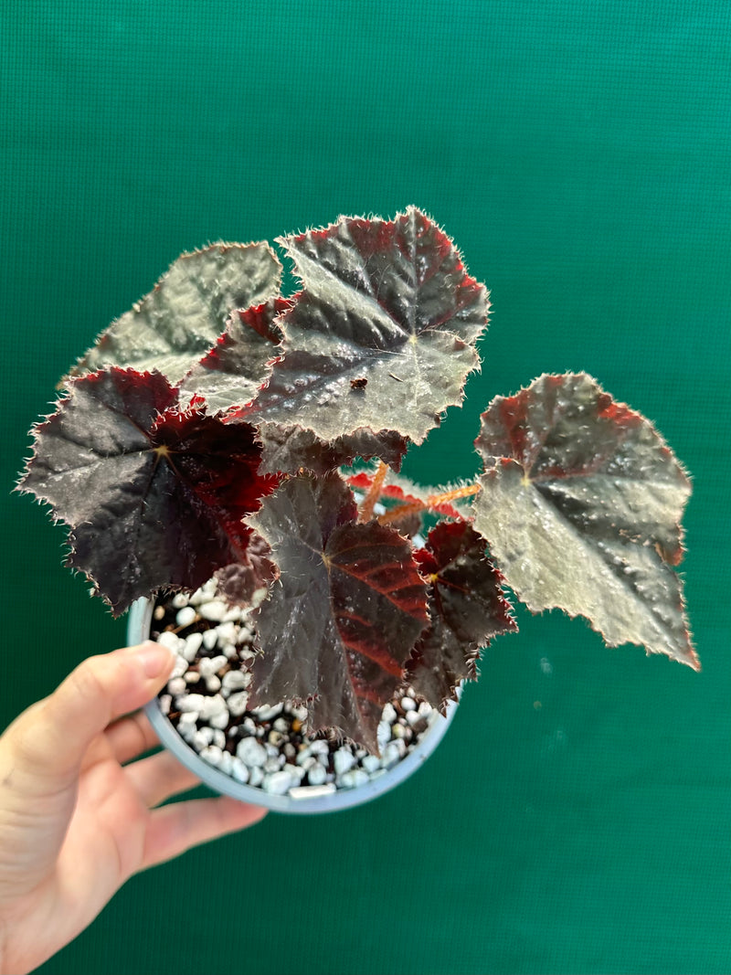 Begonia ‘Shilo’