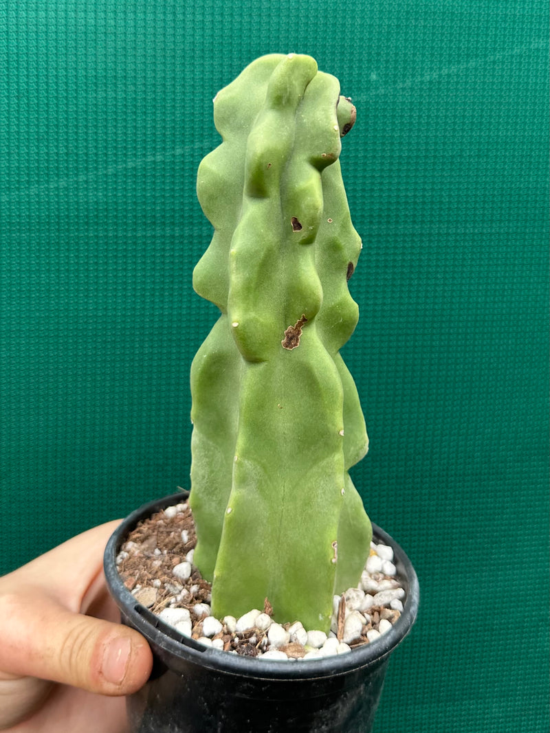 Pachycereus Schottii F. Monstrosus