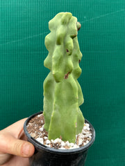 Pachycereus Schottii F. Monstrosus