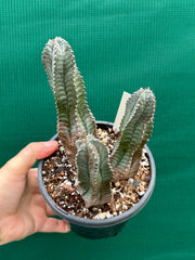 Euphorbia Horrida Hybrid NEW