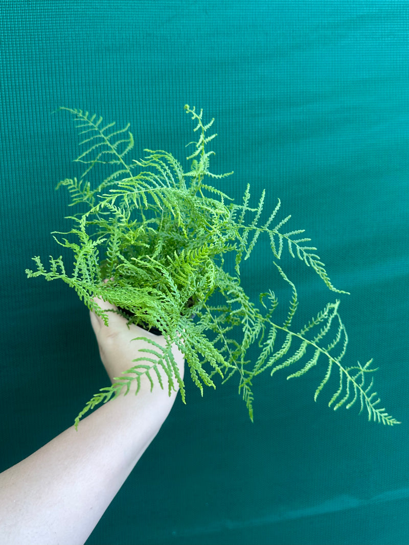 Pteris Fern Unknown 2