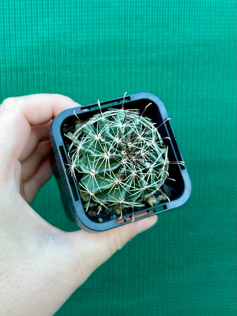 ferocactus hamatacanthus