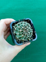 ferocactus hamatacanthus