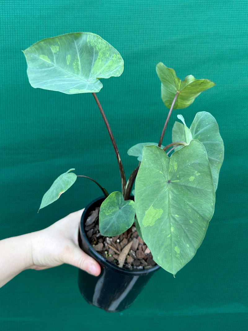 Alocasia ‘Lemon Lime Gecko’ NEW