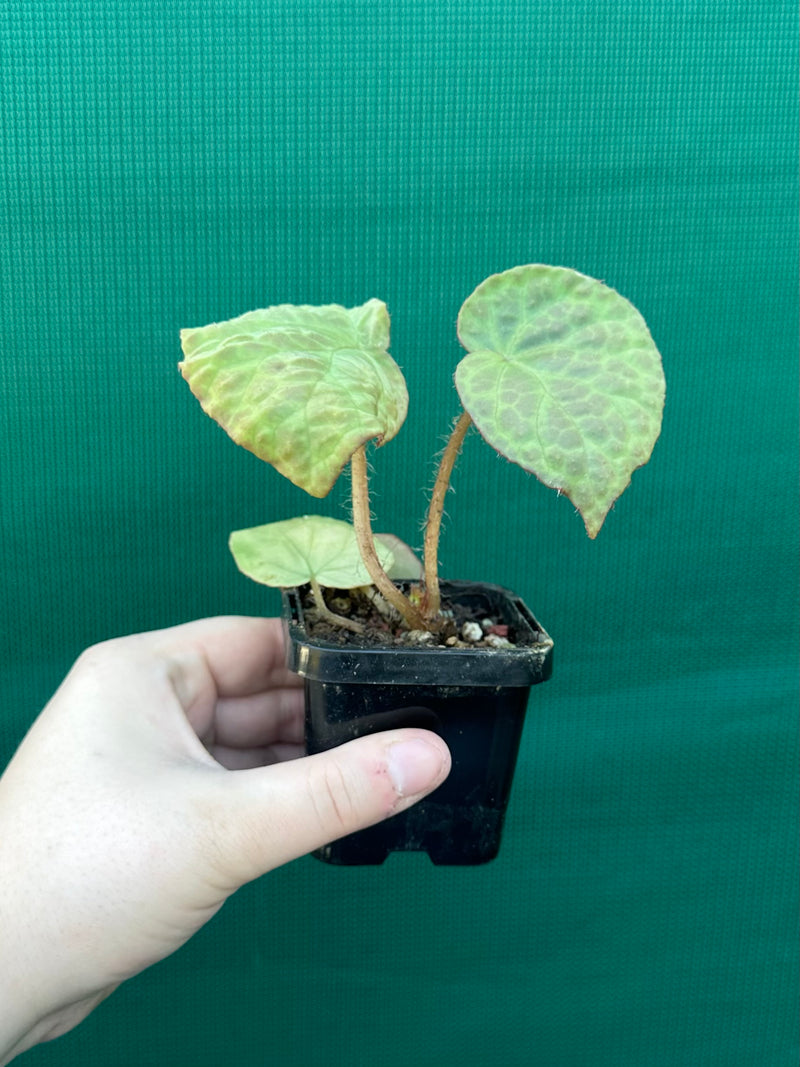 Begonia rockii NEW