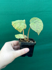 Begonia rockii NEW