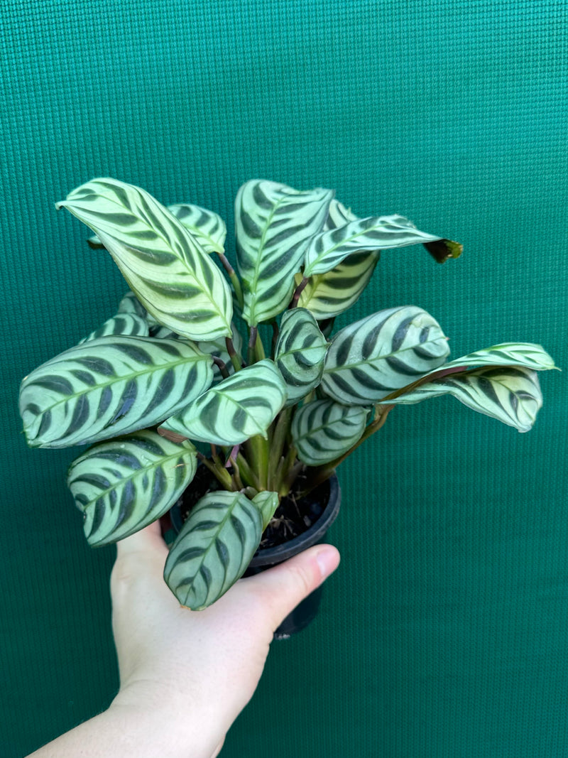 Ctnenanthe ‘Burle-Marxii’