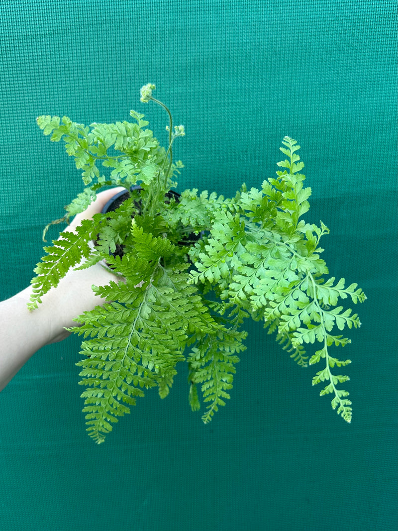 Polystichum setiferum 'Dahlem'