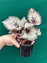 Begonia NOID 37