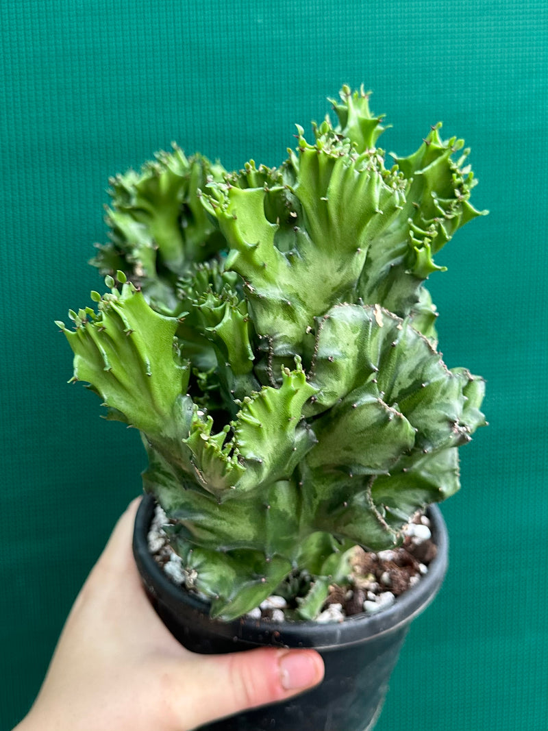 Euphorbia Lactea f. cristata NEW