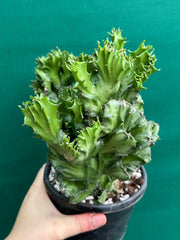 Euphorbia Lactea f. cristata NEW