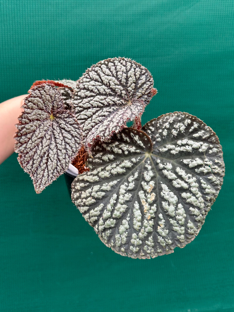 Begonia ‘Sri Lankan Beauty’