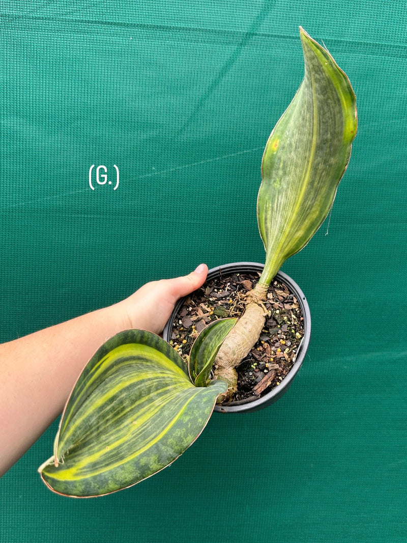 masoniana variegata NEW