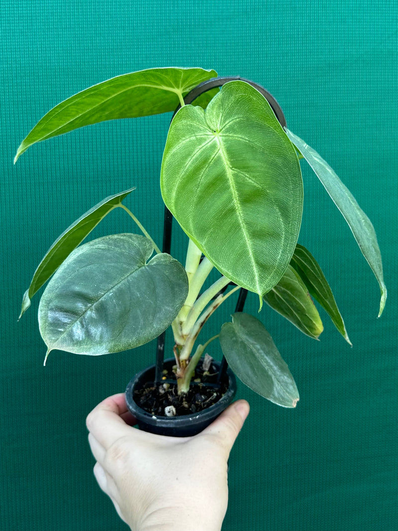 frosted heart philodendron Syngonium 'Frosted Heart'