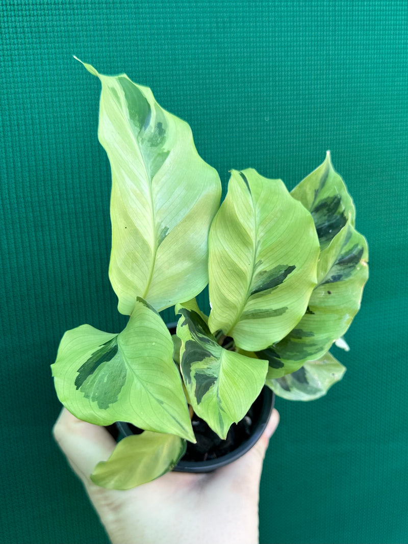 Calathea ‘Thai Beauty’