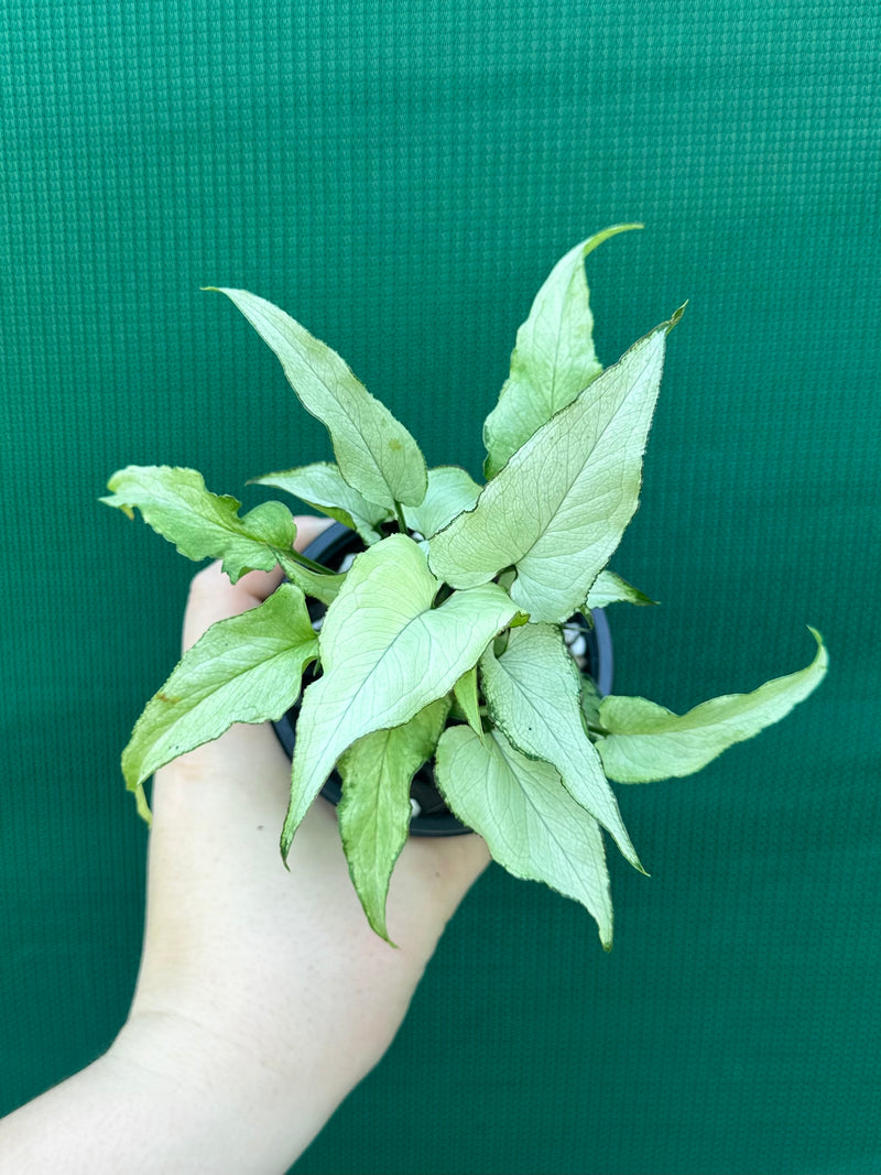 Syngonium ‘Silver Fox’ NEW