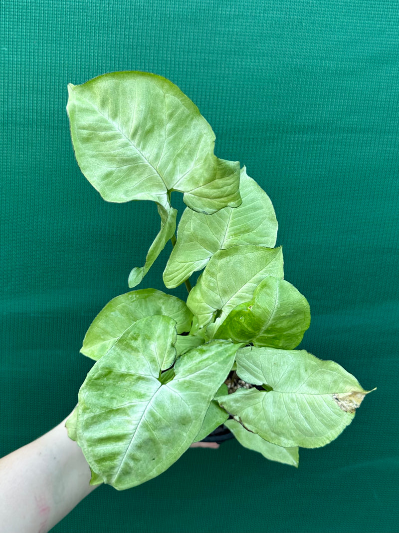 Syngonium 'Silver Pearl'
