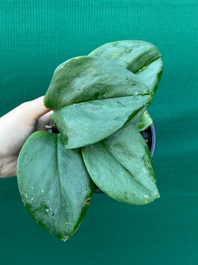 Schindapsus Treubii Moonlight Jade