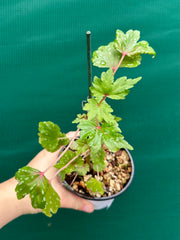 Begonia dregei
