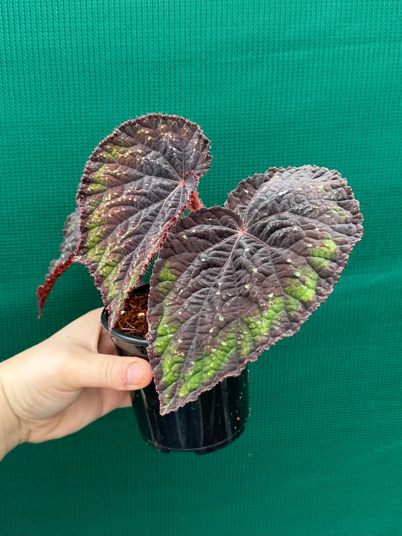 Begonia ‘Ace of Spades’