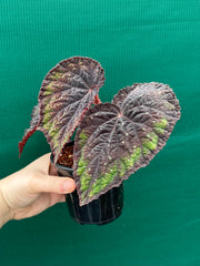 Begonia ‘Ace of Spades’