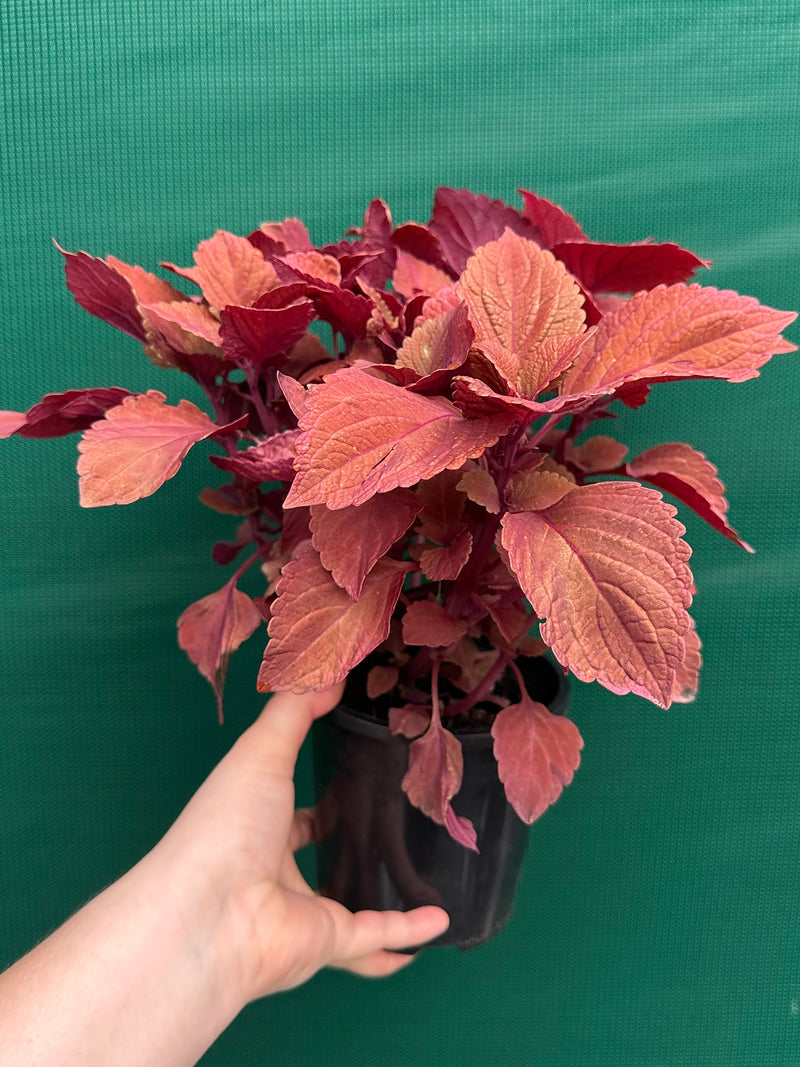 Coleus ‘Reds’ NEW