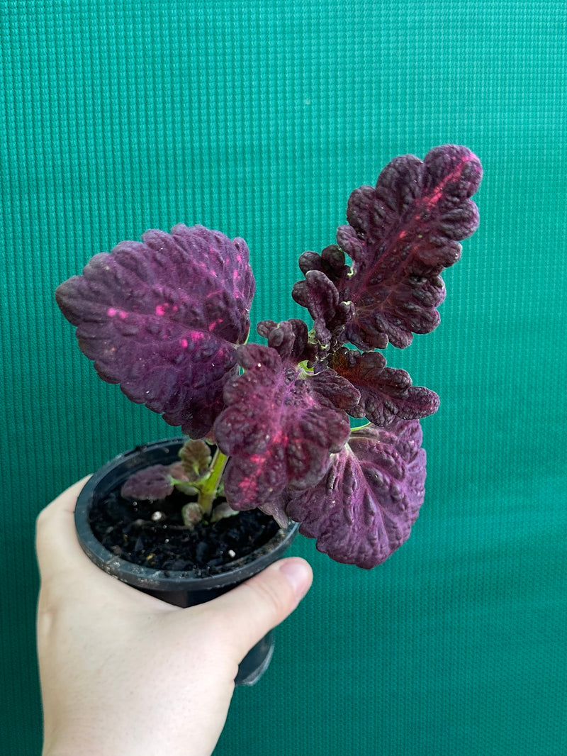 Coleus NOID 1
