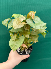 Syngonium 'Berry’