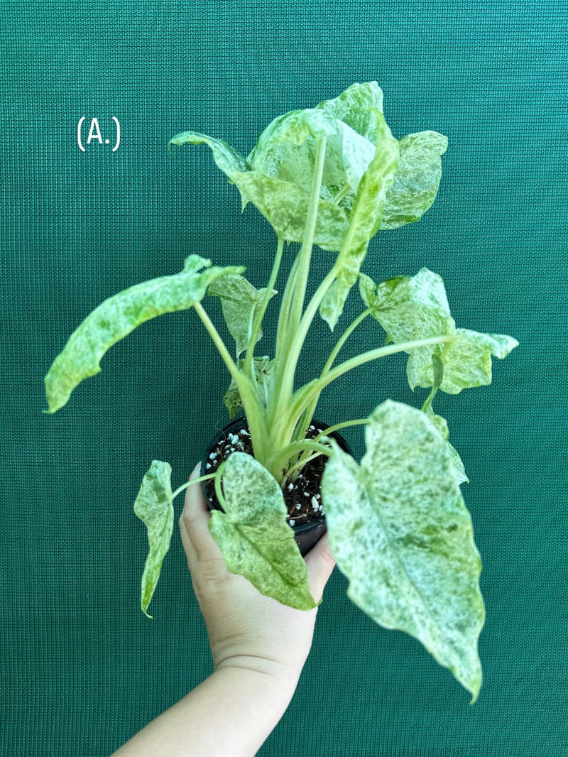 Alocasia odora batik ‘Splash’