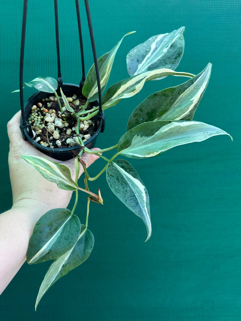 Philodendron hederaceum 'Rio'