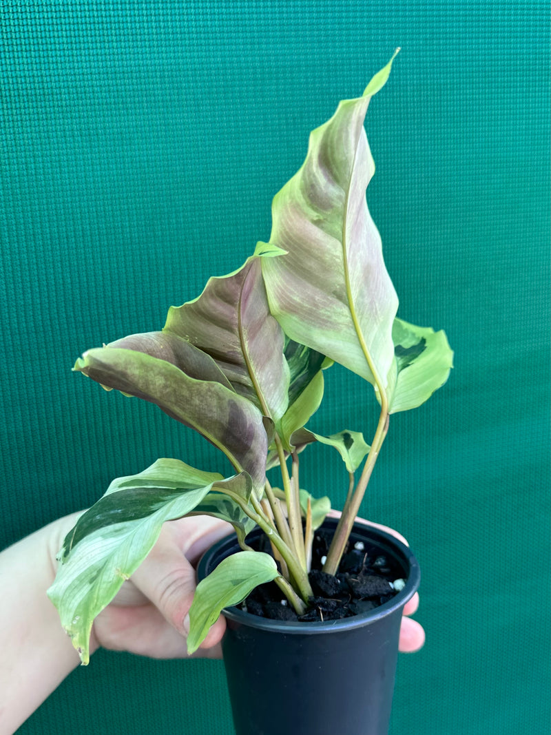 Calathea ‘Thai Beauty’