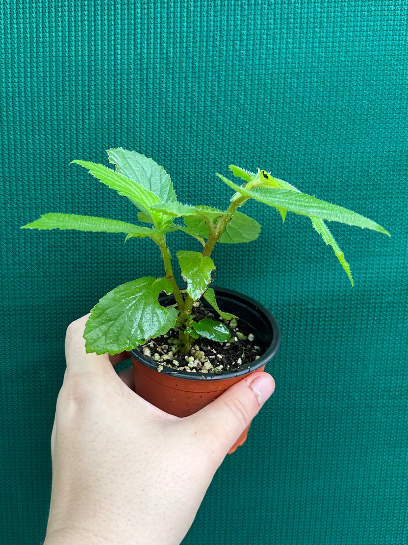 Begonia ulmifolia