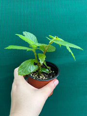 Begonia ulmifolia
