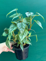 Philodendron sodiroi