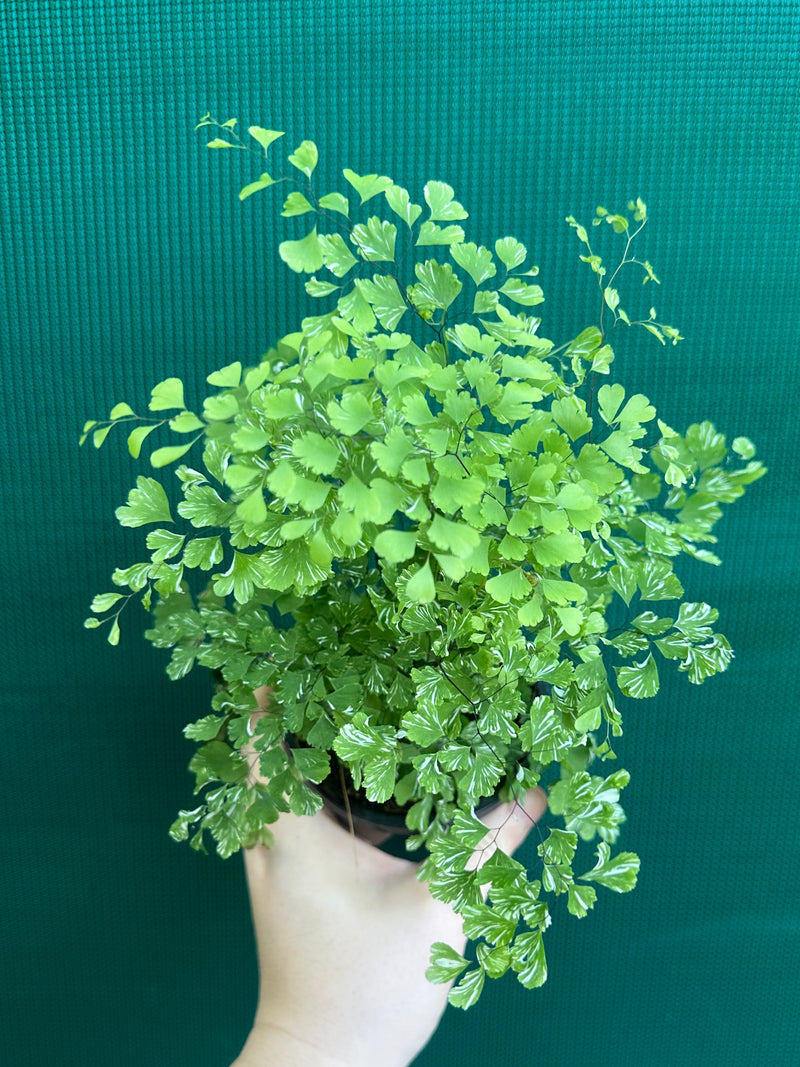 Adiantum ‘Maidenhair Fern Variegated’ NEW