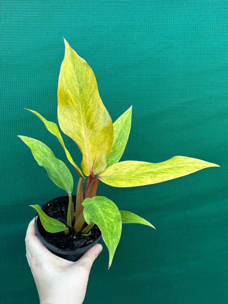 Philodendron ‘Orange Marmalade’ NEW