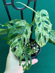 Monstera ‘Adansonii’ Mottled Variegation